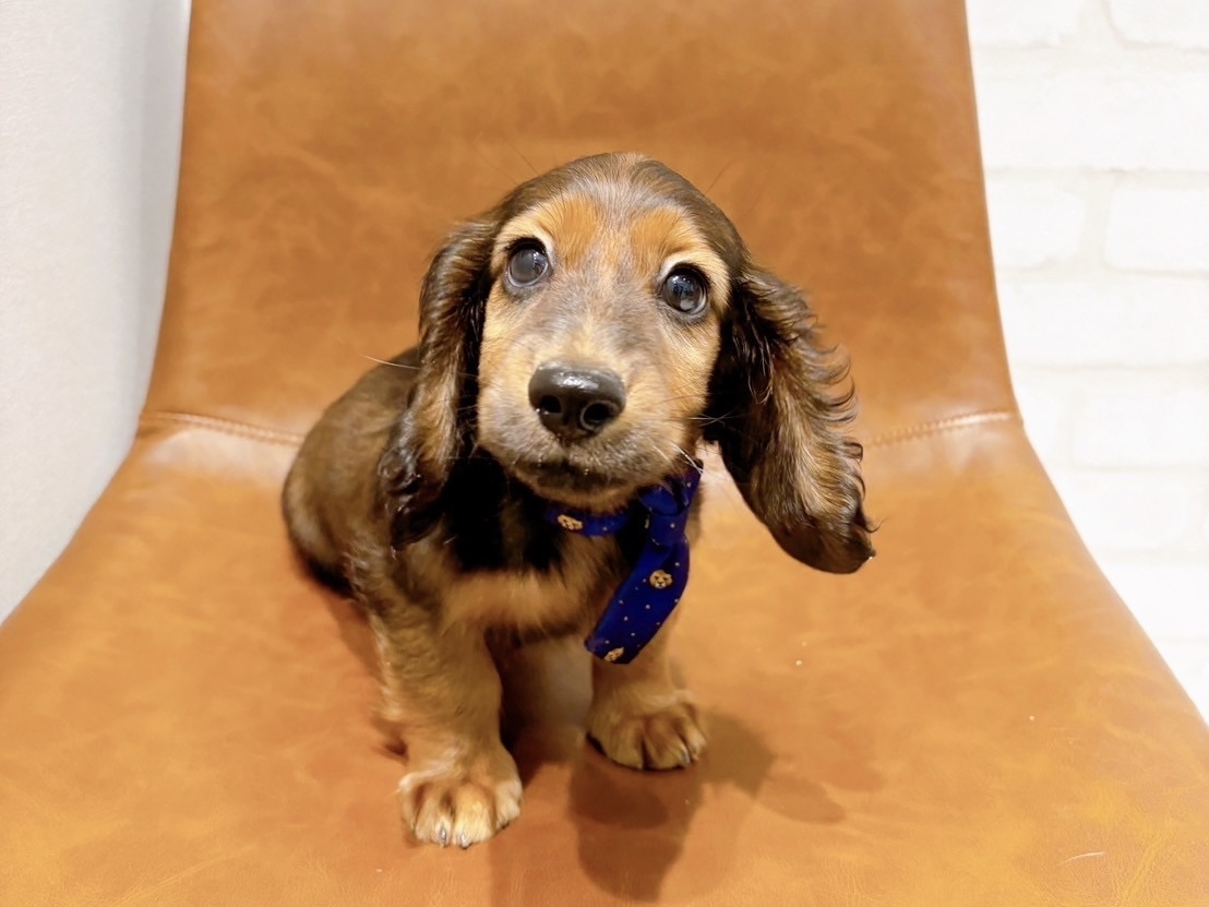 大きなおててのおこげくん🐾🐶ペットショップ犬の家近江八幡店